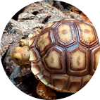 Turtles/Tortoises