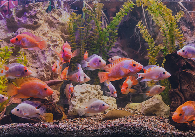 premiere aquarium and fish store in the midwest
