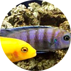 Freshwater Fish