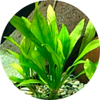 Aquarium Plants