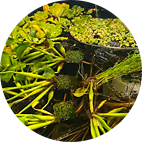 Pond Plants / Supplies